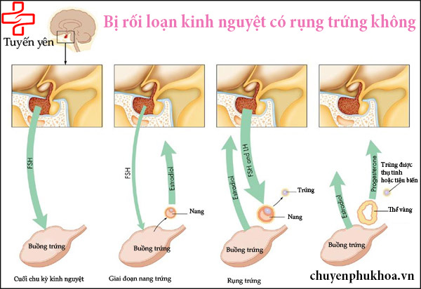 roi-loan-chu-ky-rung-trung-h1